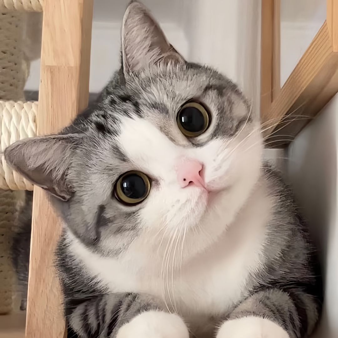 funnyanimalvideosharing