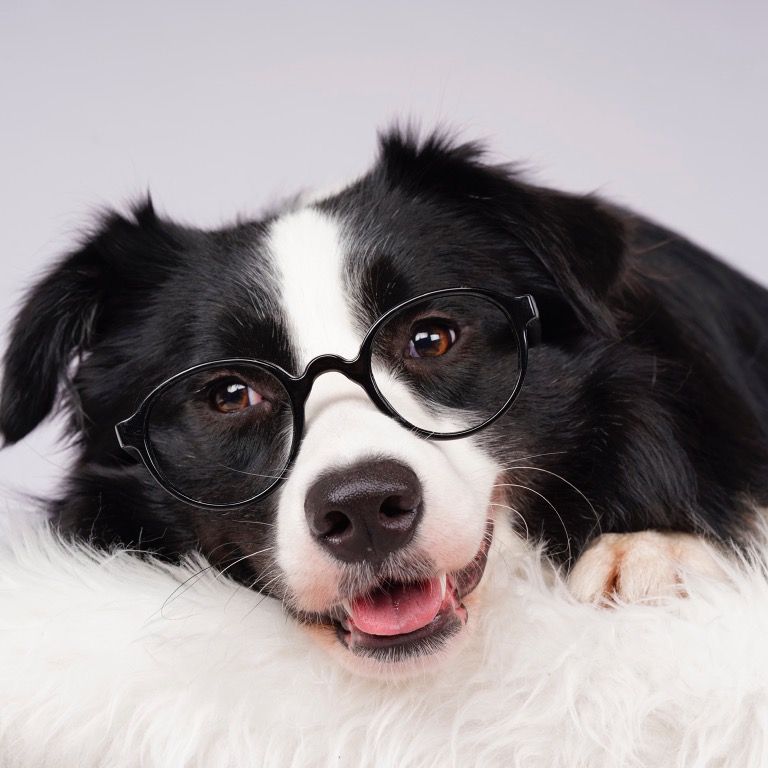 funnydogstar