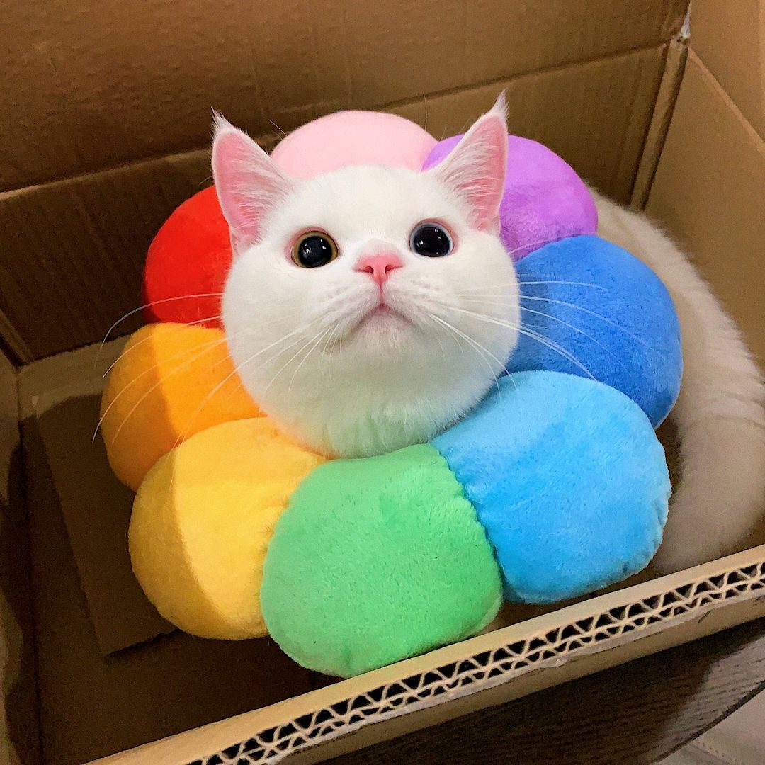 Funny Kittens 😹😻🇺🇲