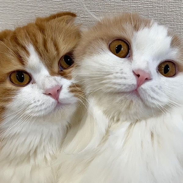 ガブとラテ(スコ双子猫)