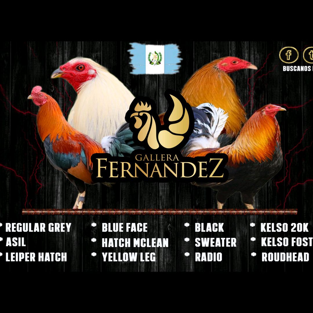 GalleraFernandezGT
