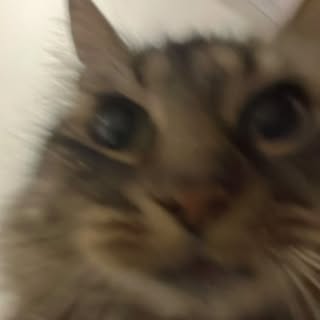 gatitos para todo🐈🇨🇱