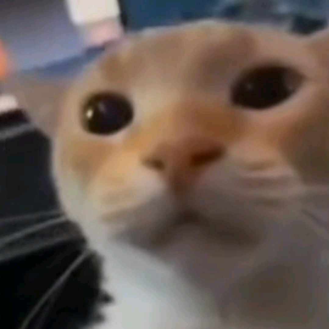 Gato tonto
