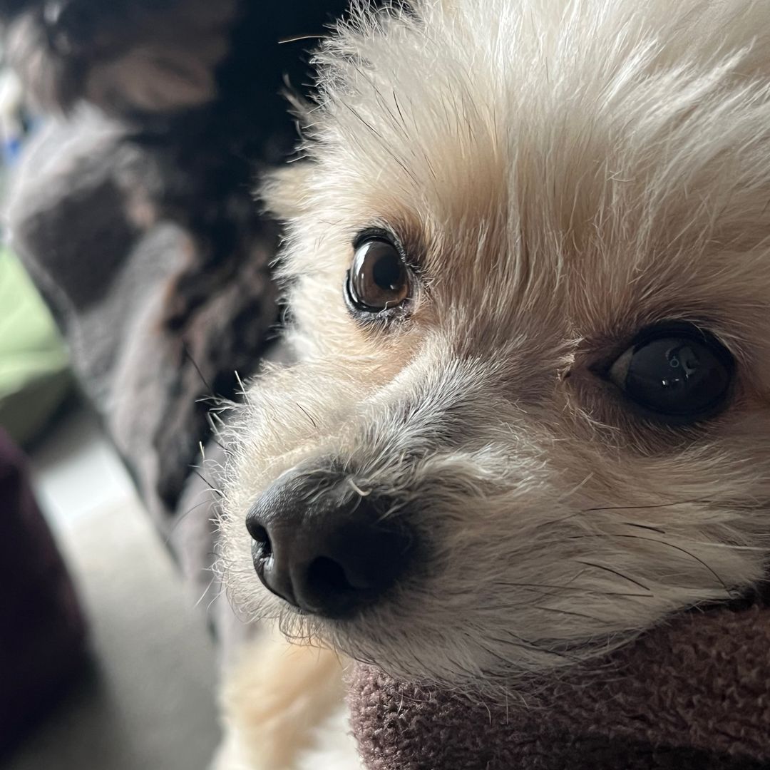 GG (German Geo) 🇩🇪