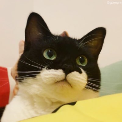 ギズモさん