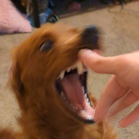 GoldDogZeus