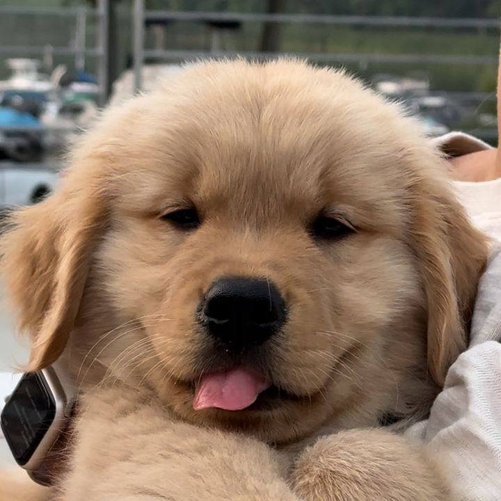 Cheddar