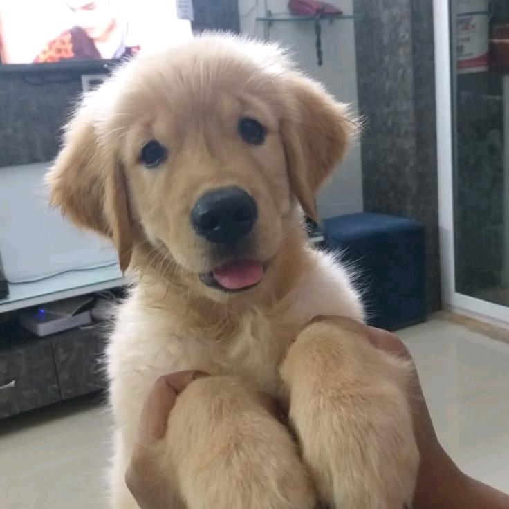 goldenretriever#love