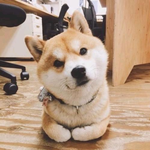 Dlopede WMT 🇺🇸