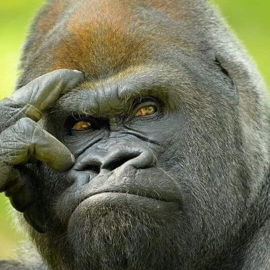 🦍 Gorilla Family 🦍