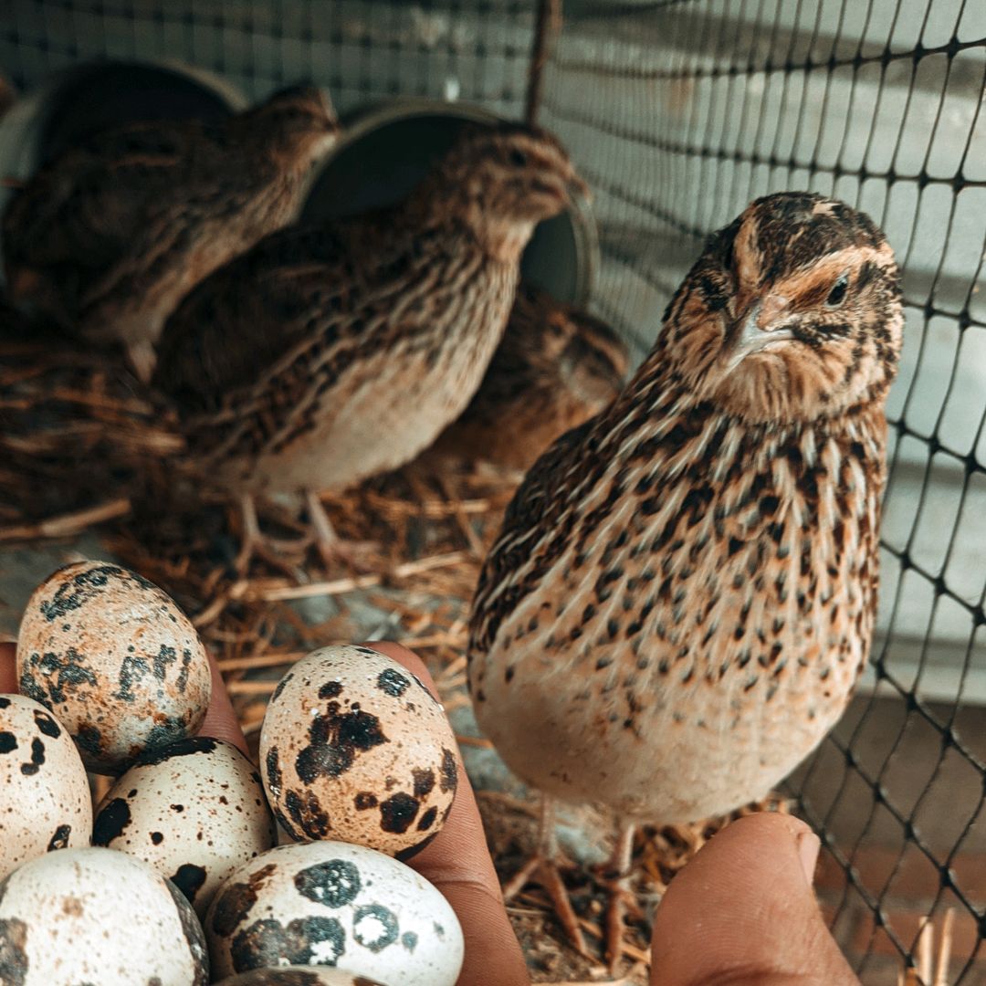 Codornices ⚡Camacho⚡