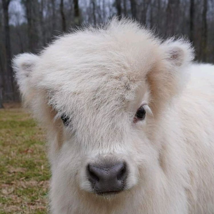 Grass Puppies
