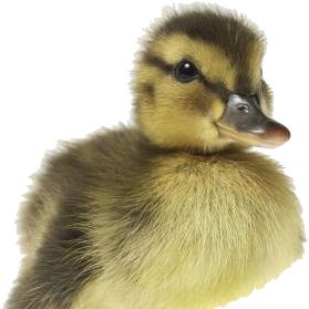 greyswan123