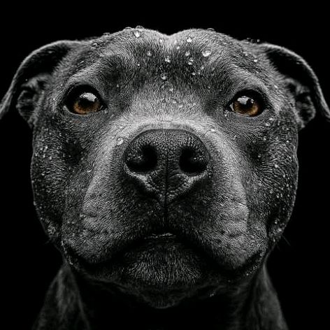 Grey_blue_staffy 🐶