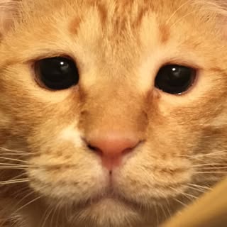 ぐっぴー