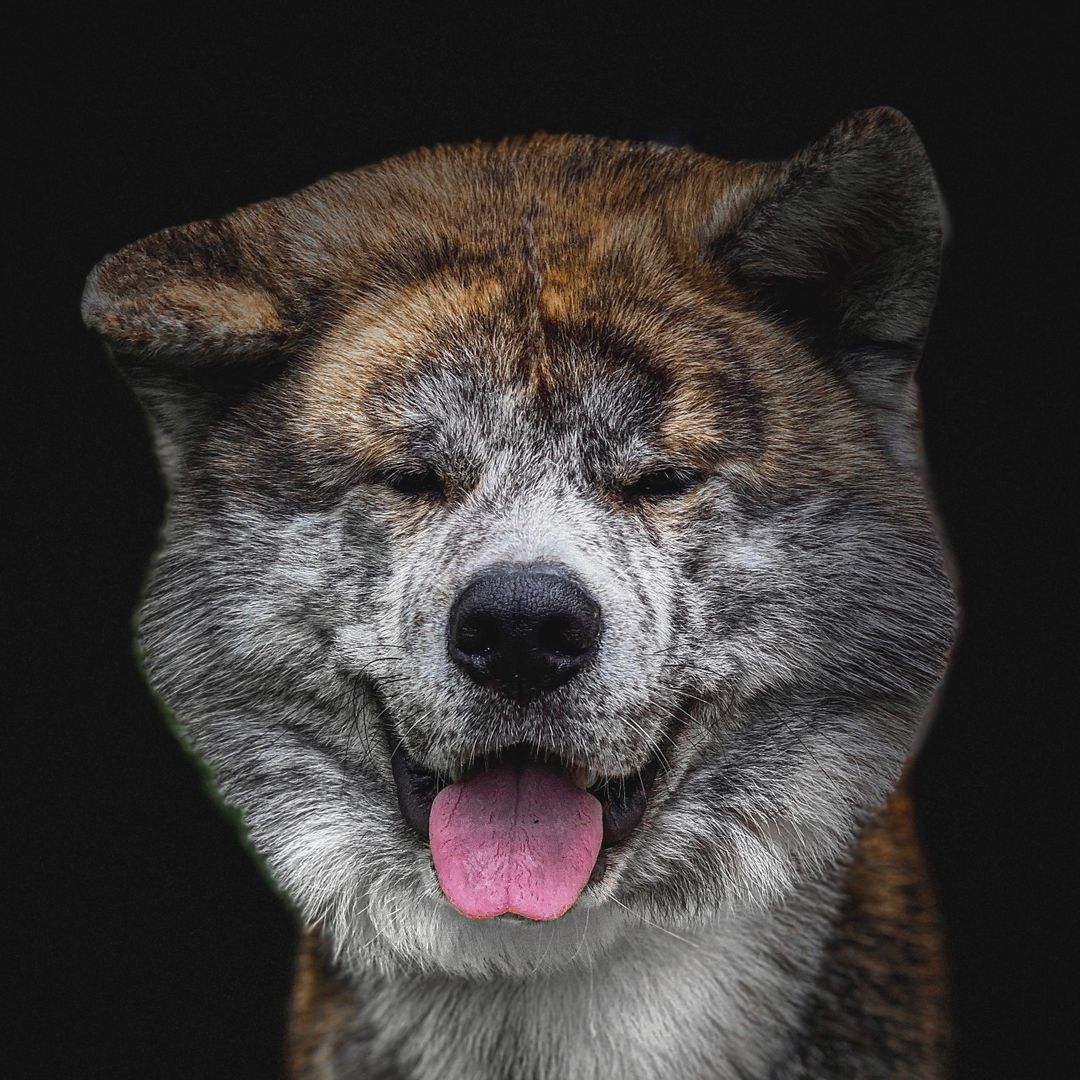 Hachi