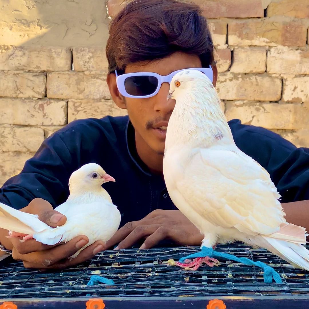 شوق حلوائی دا 👳🕊️🐓