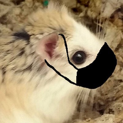 hamsterwatch #bb26