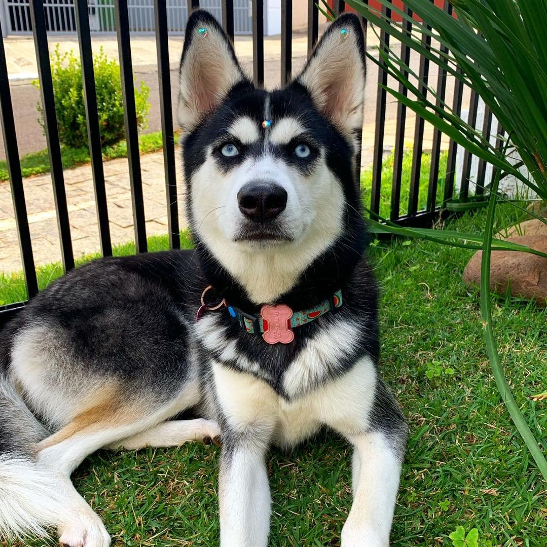 Hanna, a aventureira