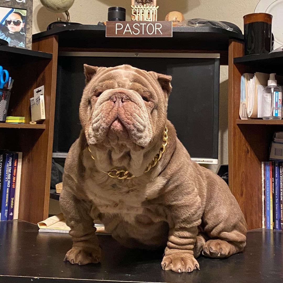 HardHittin’ Bullies