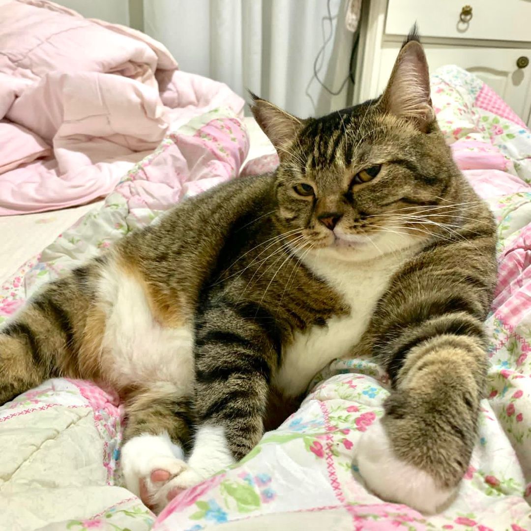 koceng soosan 🐈