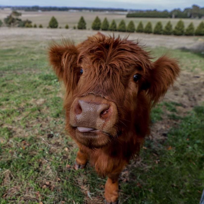 Hayes Girl Highlands