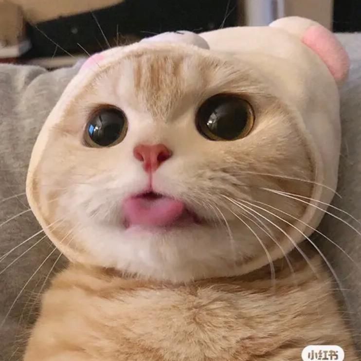 Hello🐱
