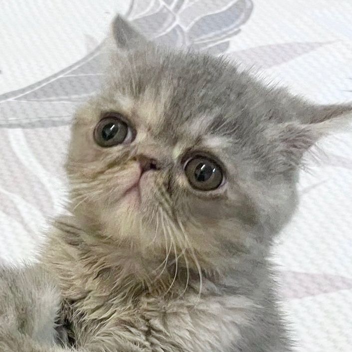ほこり
