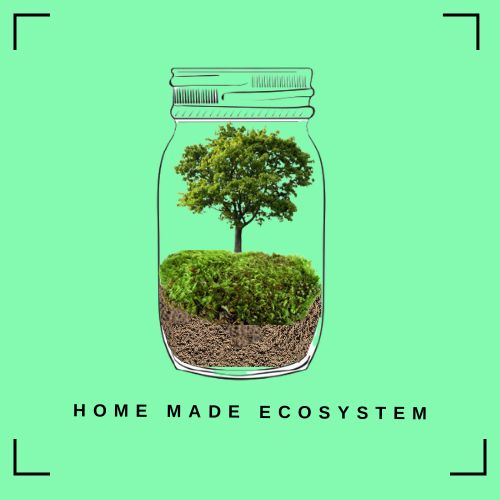 Homemade Ecosystems