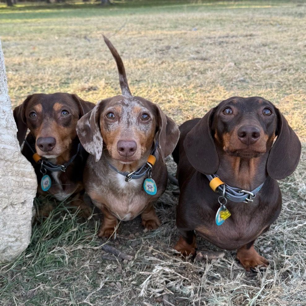 House Of Sausage