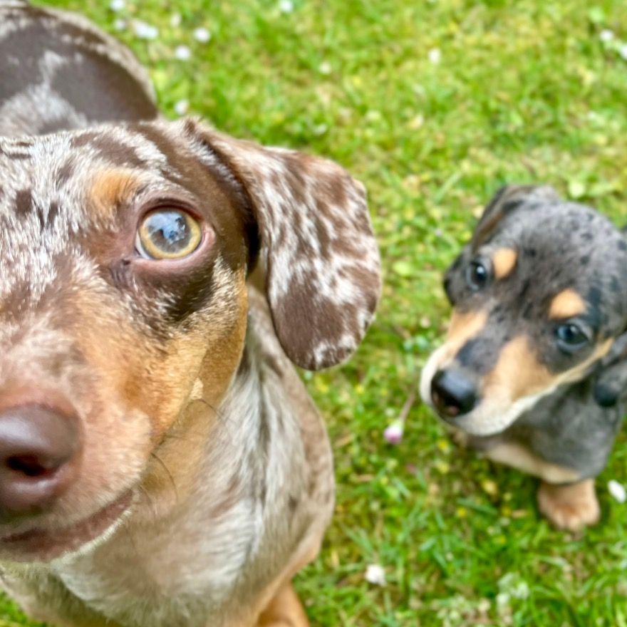 Howie & Lennie Dachshunds 🐶