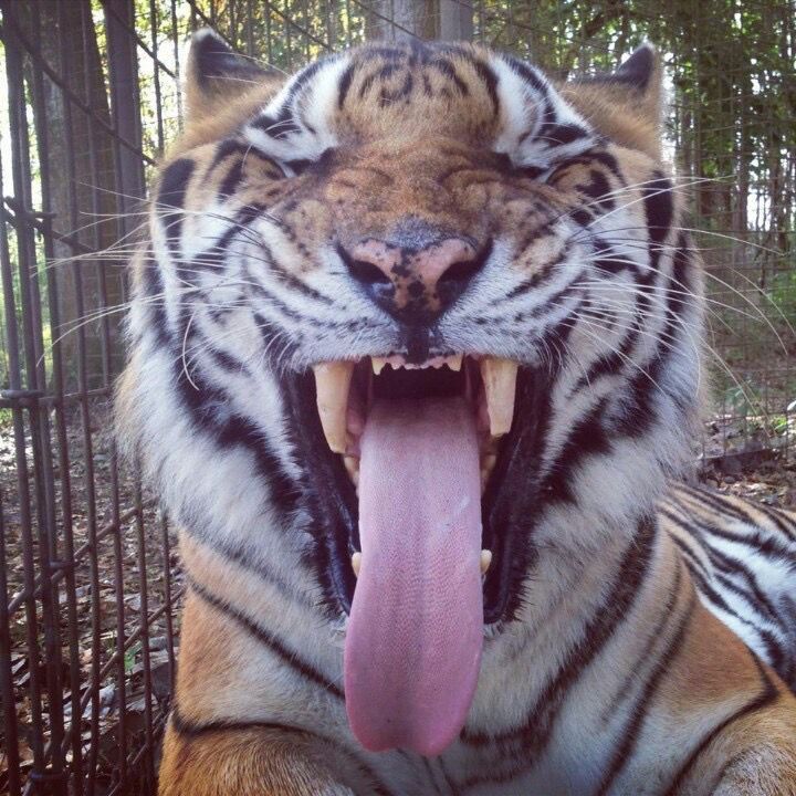 fatto🐅