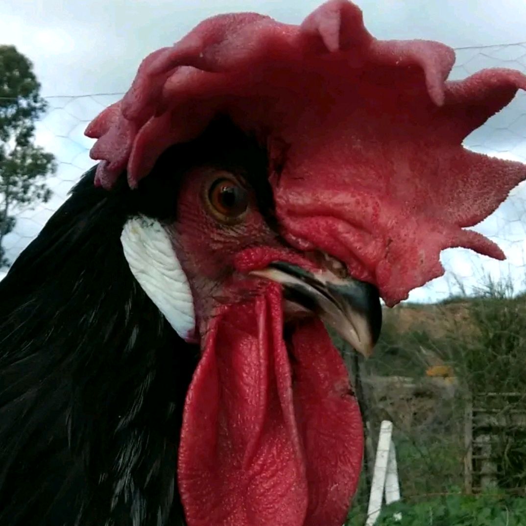 Huertaeco