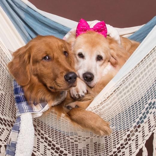 Hugo e Luisa Golden Retriever