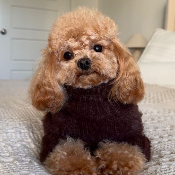 hugotoypoodle