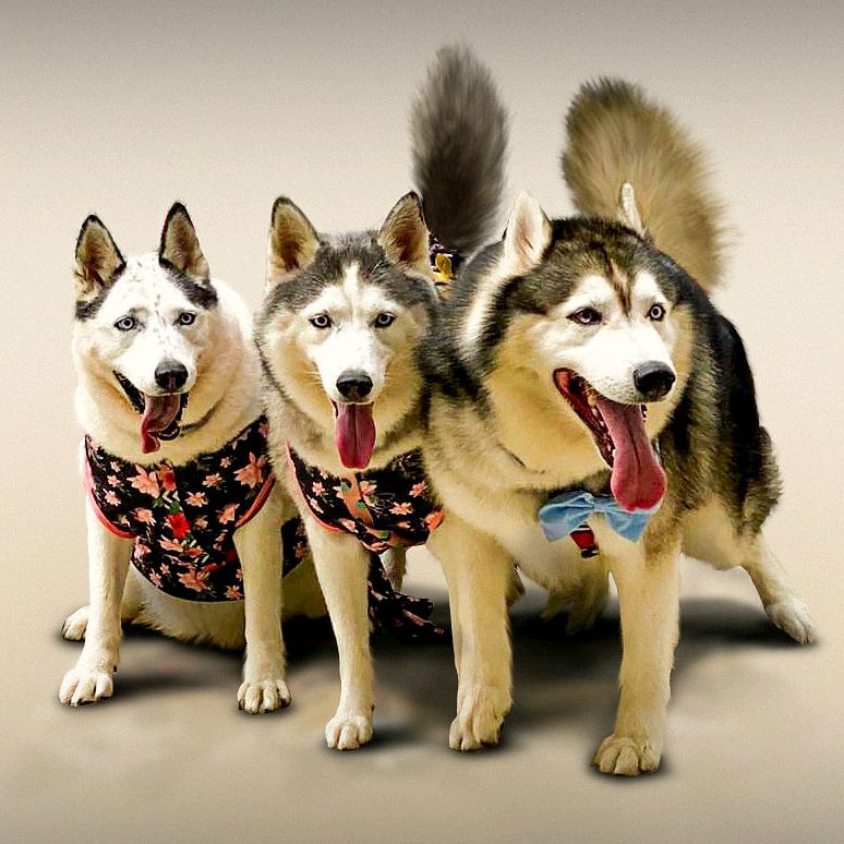 Os Huskys - Maya, Max e Lunna