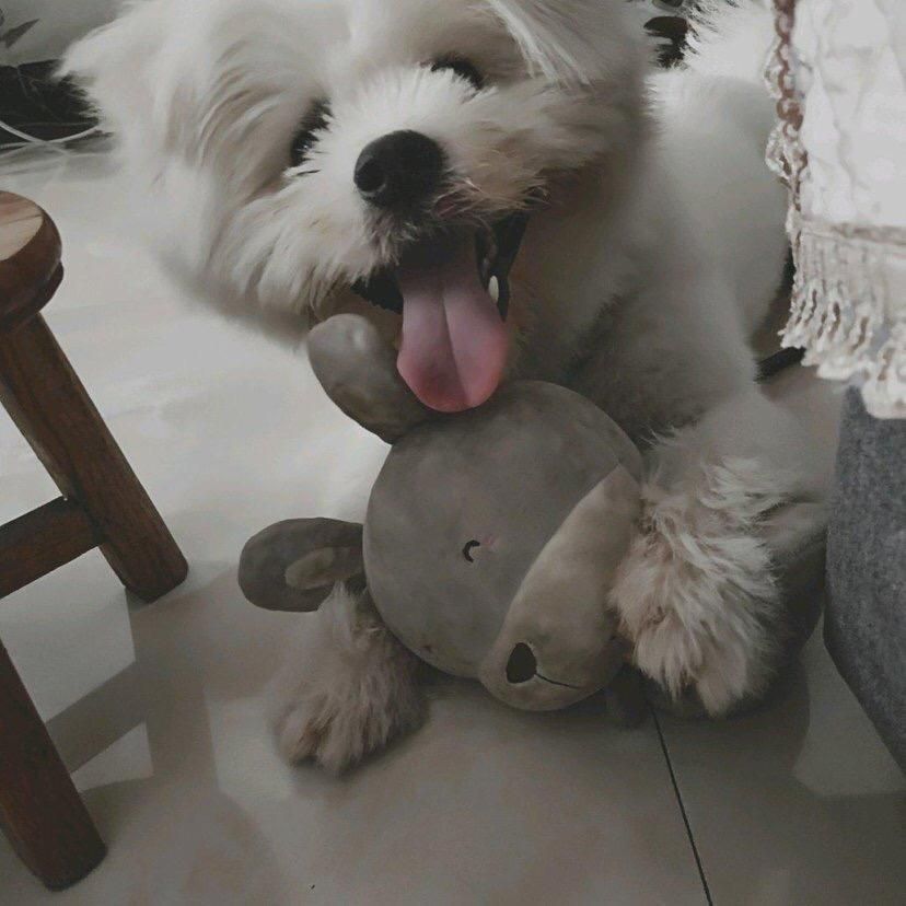 Huyadog