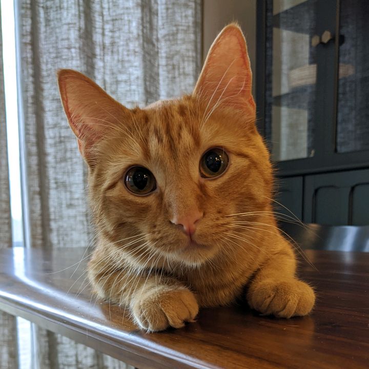 goose, otter & lettuce