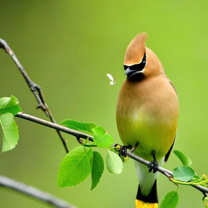Bird Trap Channel