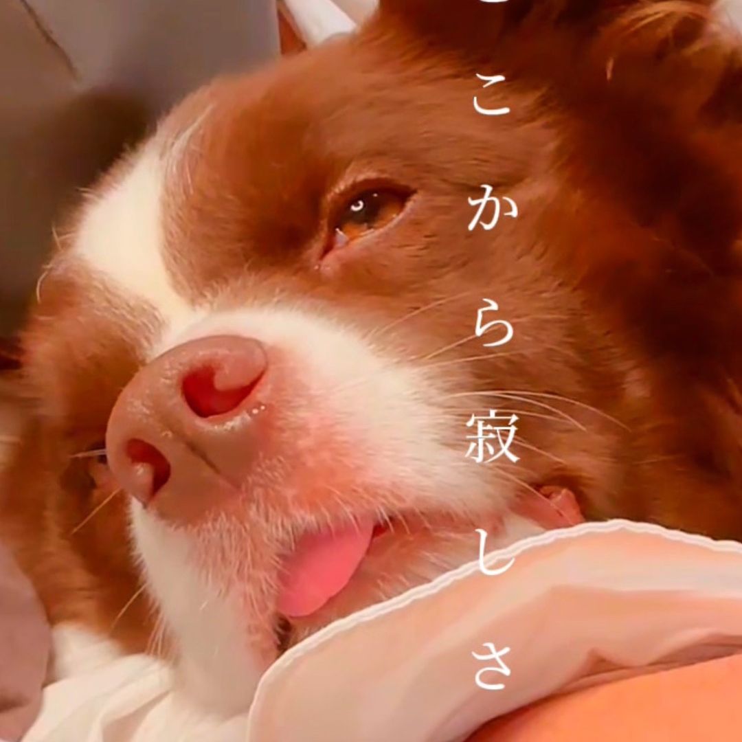 トモとテール🐕🍀🐾