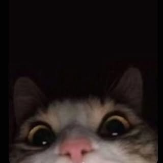 pets | dog | cat 🐶🐱