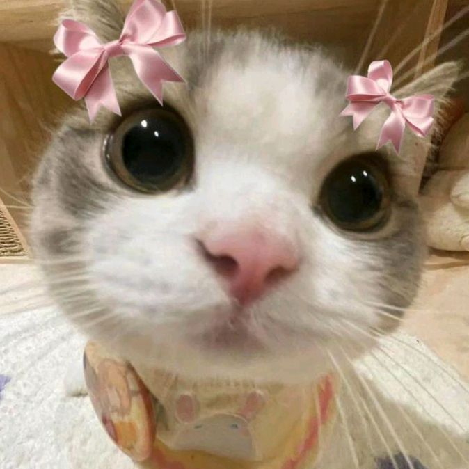 ✧･ﾟ:🌷ᰔ