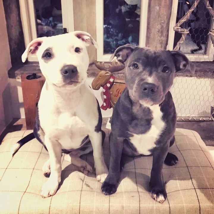 Izy Staffy Wolfpack