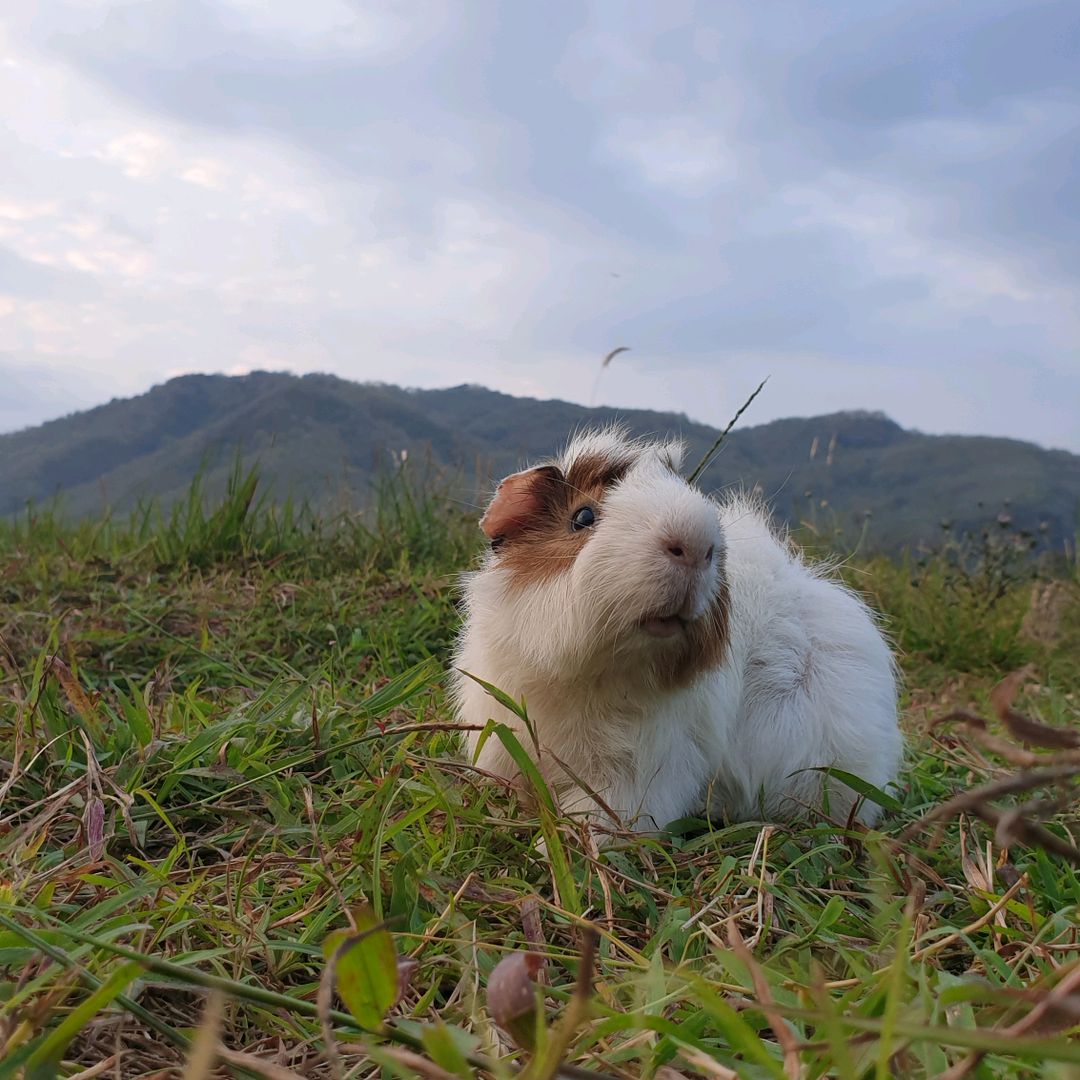 Jarot Si Marmut 🐹