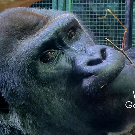 Jelani The Gorilla