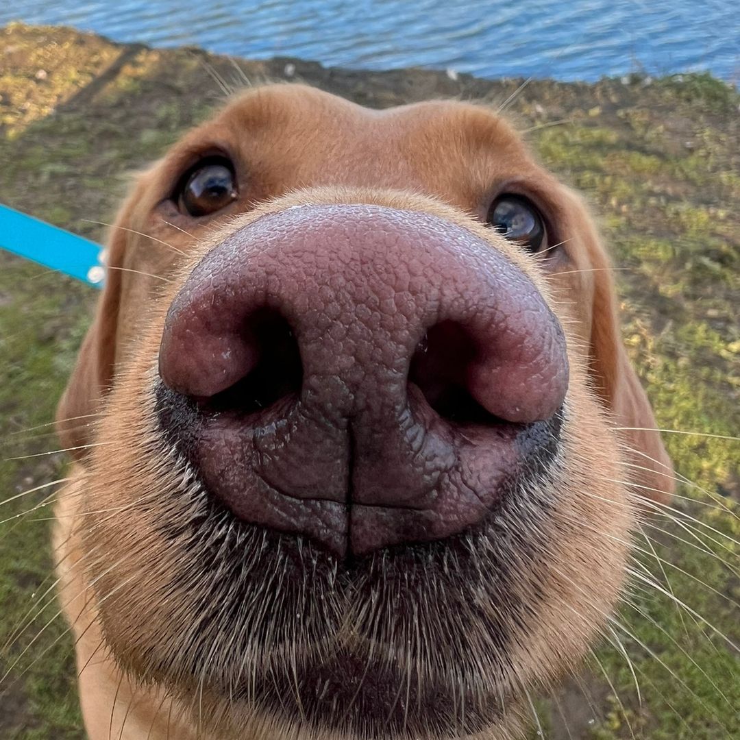 Joey 🐾
