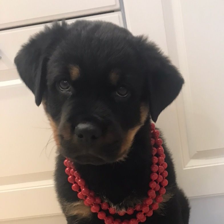 Kaizer_dog