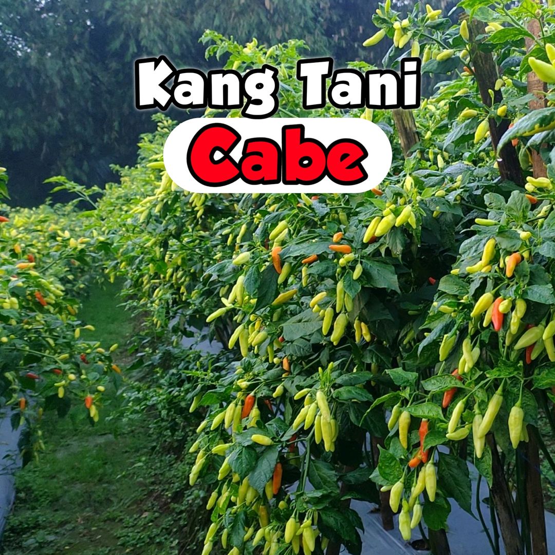 Petani Cabe Cianjur