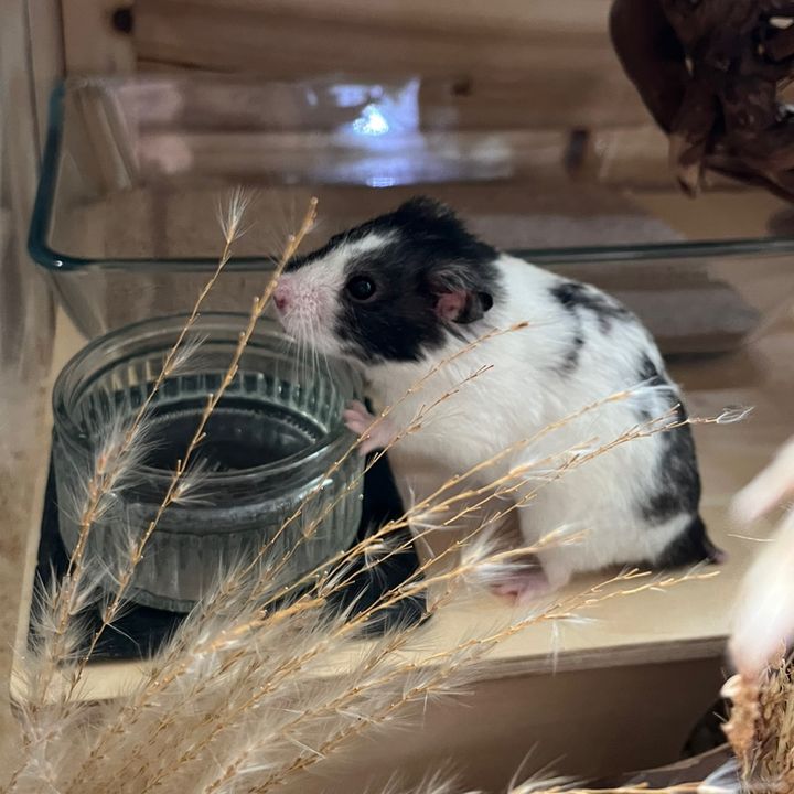 Nellie | Mini zoo 🐮