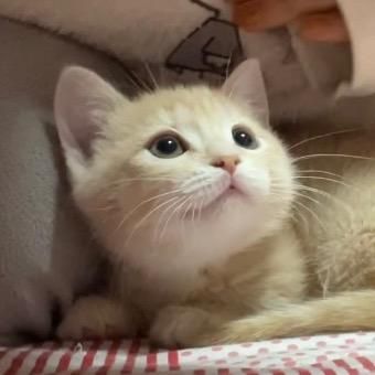 マンチカンのきなこ